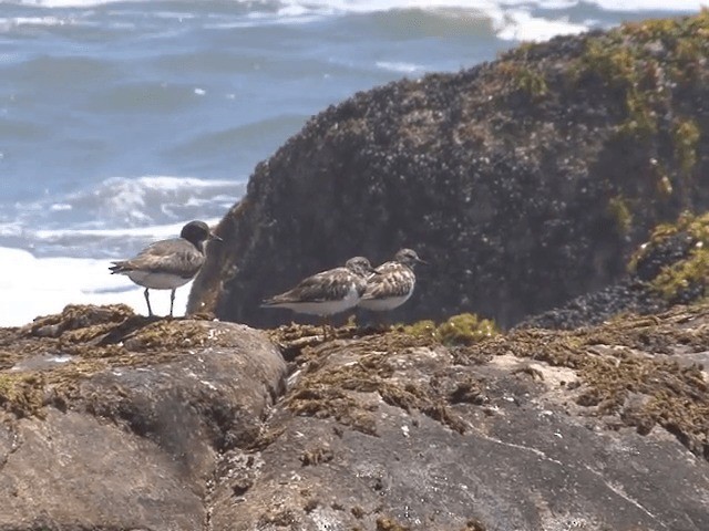 Ruddy Turnstone - ML201551991