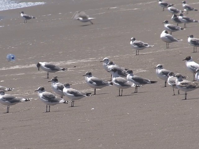 Franklin's Gull - ML201552011