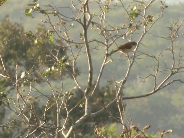 Yellow-eyed Babbler - ML201552081