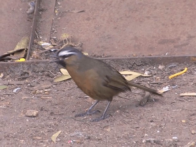 Nilgiri Laughingthrush - ML201552141