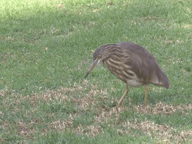 Indian Pond-Heron - ML201552161