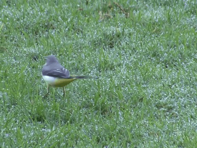 Gray Wagtail - ML201552171