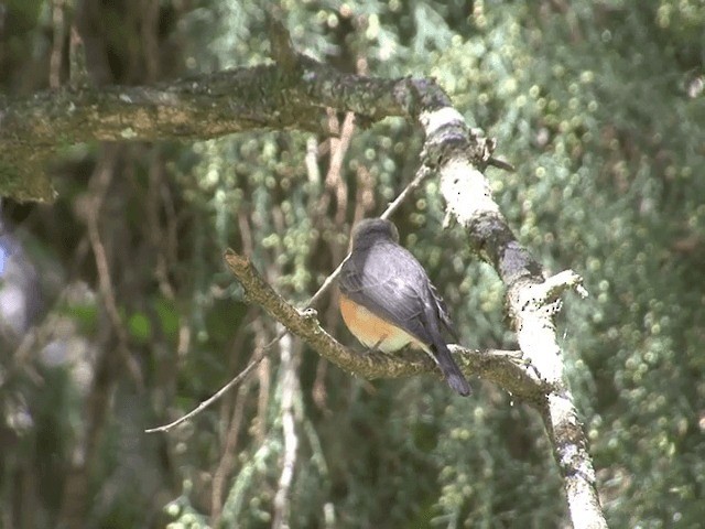 Kashmir Flycatcher - ML201552181