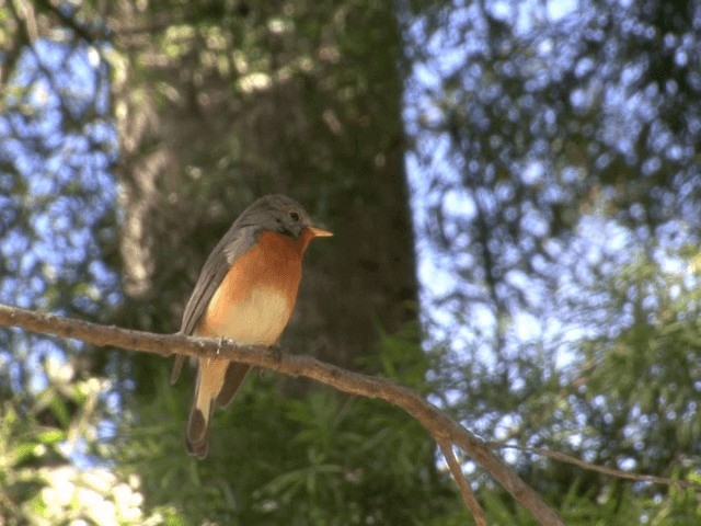 Kashmir Flycatcher - ML201552191