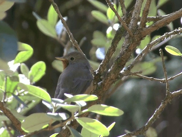 Kashmir Flycatcher - ML201552201