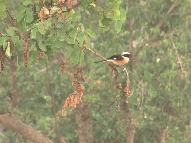 Bay-backed Shrike - ML201552261