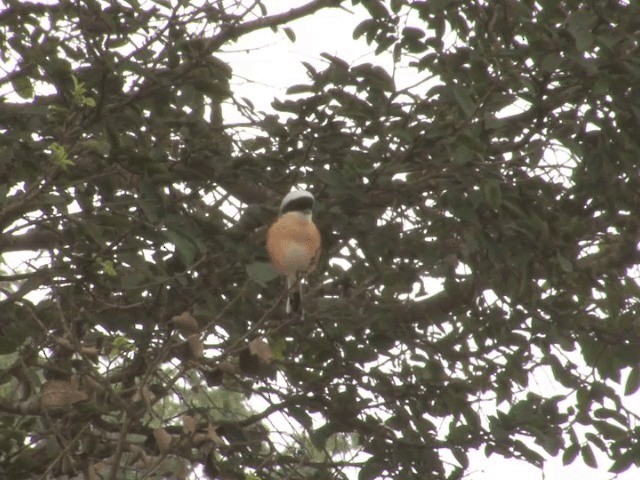 Bay-backed Shrike - ML201552271