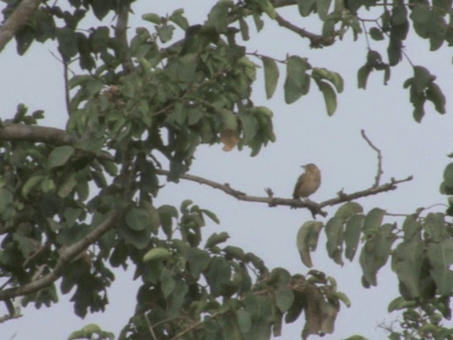 Jerdon's Bushlark - ML201552301