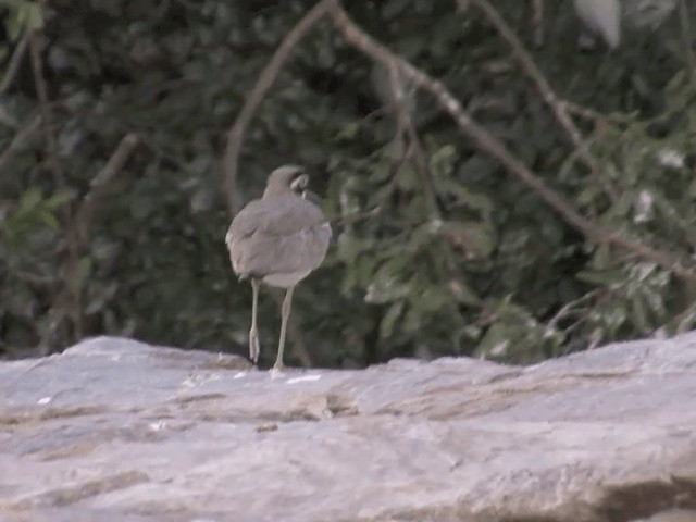 Great Thick-knee - ML201552421