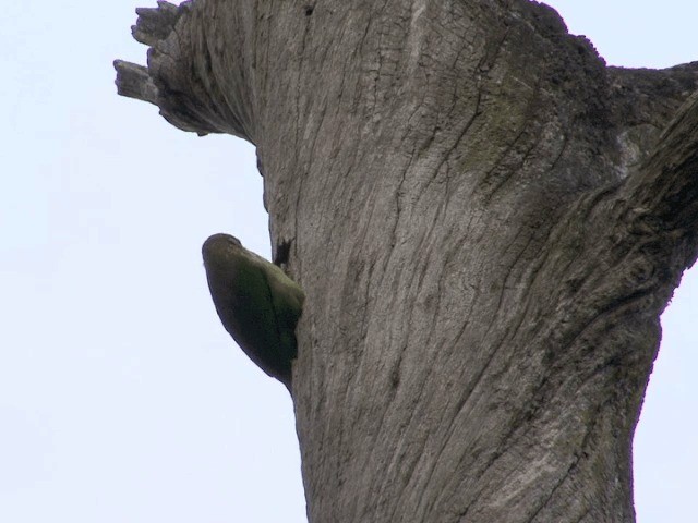 White-cheeked Barbet - ML201552451