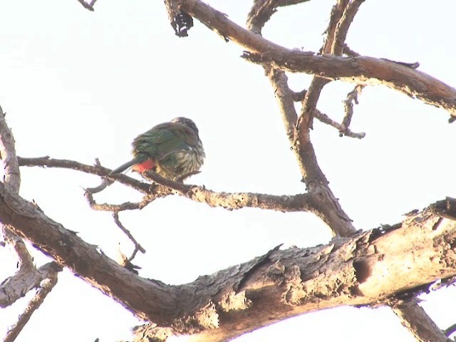 Great Barbet - ML201552471