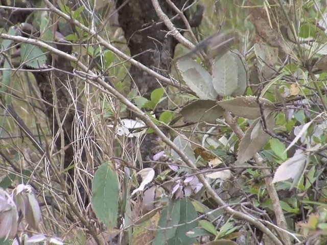 Black-throated Tit (Red-headed) - ML201552511