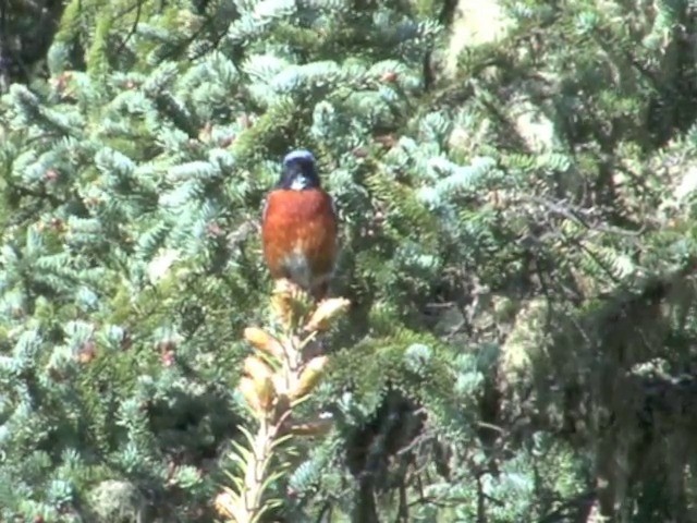 White-throated Redstart - ML201552531