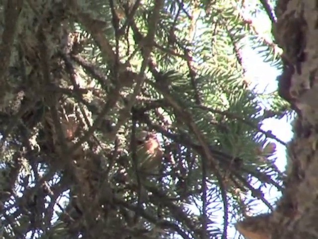 Crested Tit-Warbler - ML201552541