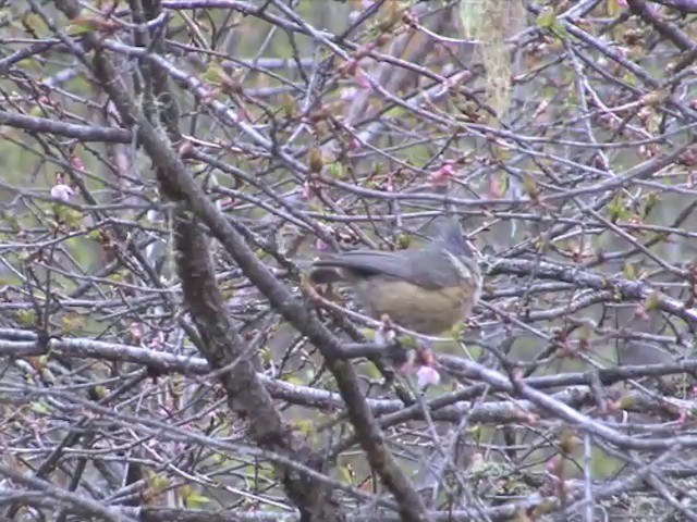 Gray-crested Tit - ML201552561