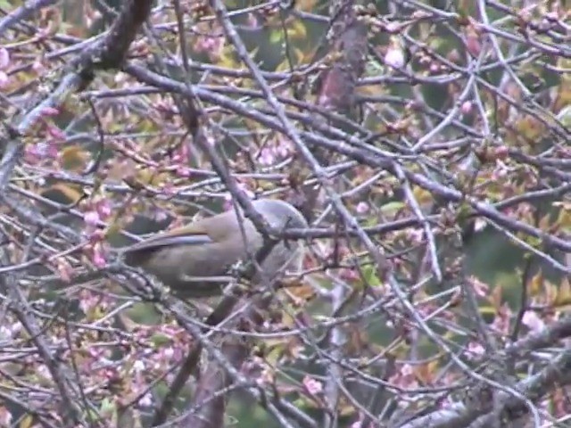 Gray-hooded Fulvetta - ML201552571