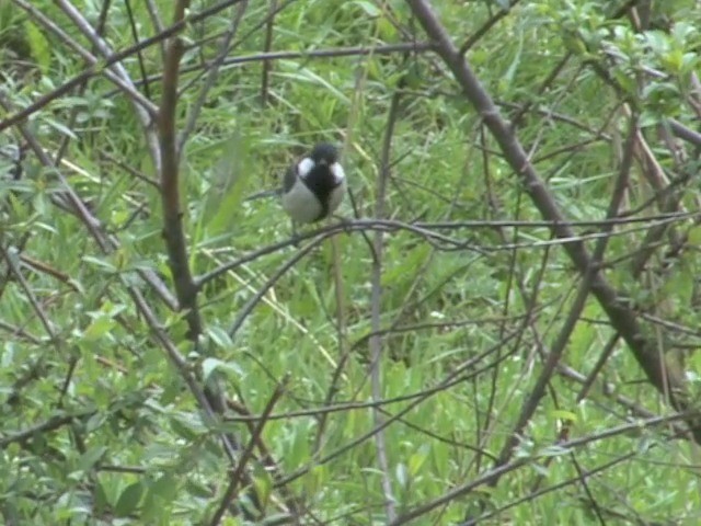 Japanese Tit (Japanese) - ML201552631