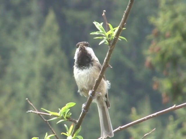 Sichuan Tit - ML201552641