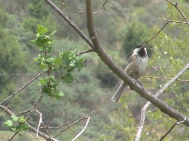 Sichuan Tit - ML201552651