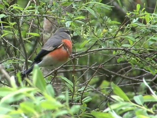 Gray-headed Bullfinch - ML201552731