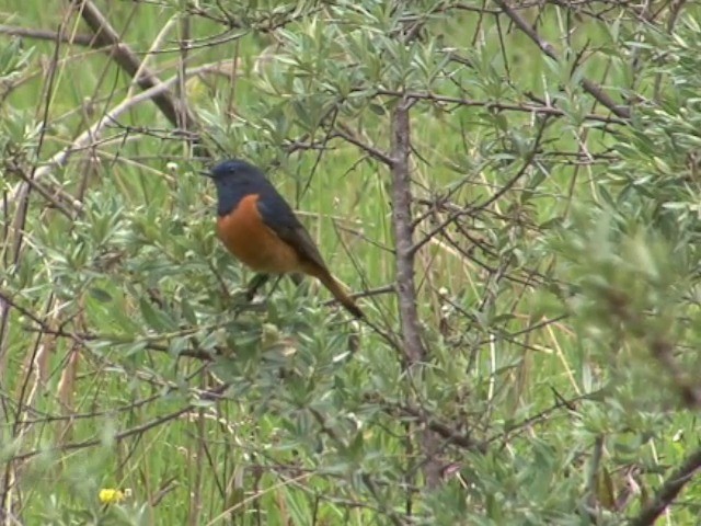 Blue-fronted Redstart - ML201552741