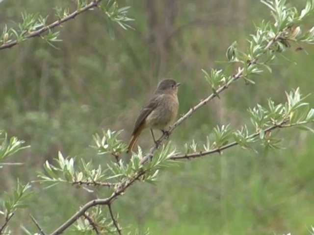 Blue-fronted Redstart - ML201552751