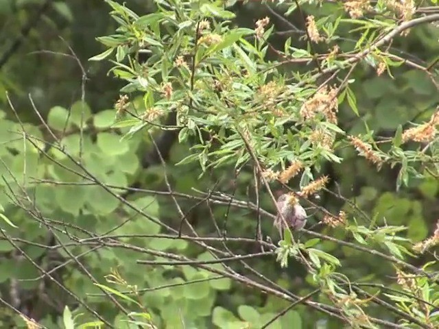 Sooty Tit - ML201552831