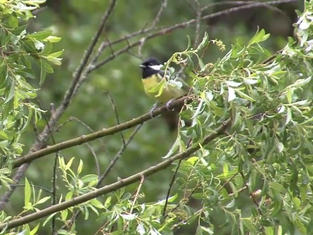 Yellow-bellied Tit - ML201552871