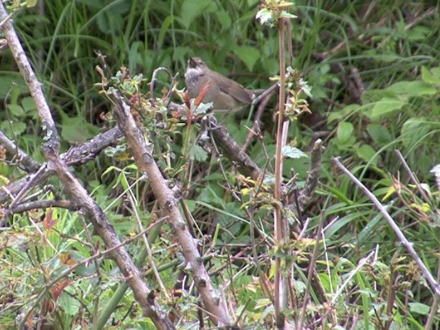 Baikal Bush Warbler - ML201552891