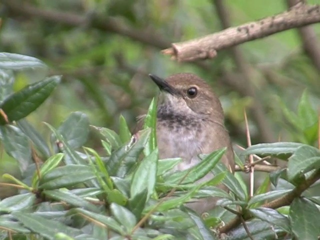 Baikal Bush Warbler - ML201552911