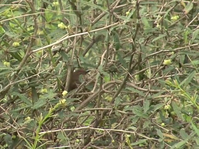 Russet Bush Warbler - ML201552921