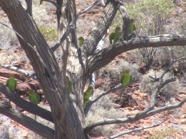 Budgerigar - ML201553011