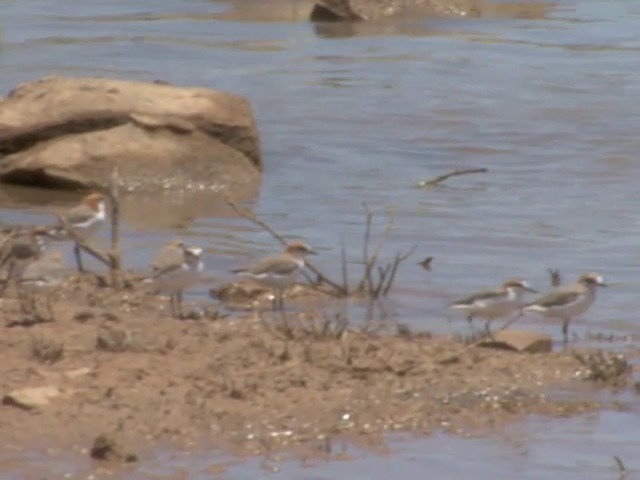 Red-capped Plover - ML201553021
