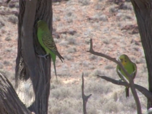 Budgerigar - ML201553031