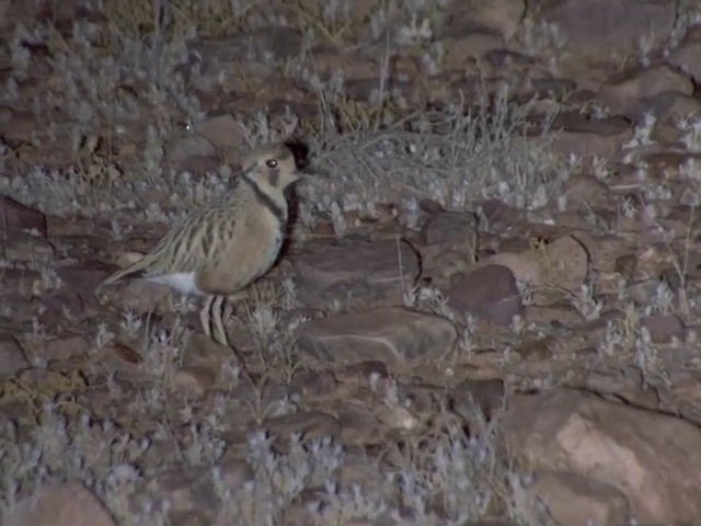 Inland Dotterel - ML201553041