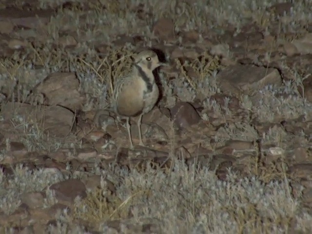 Inland Dotterel - ML201553051