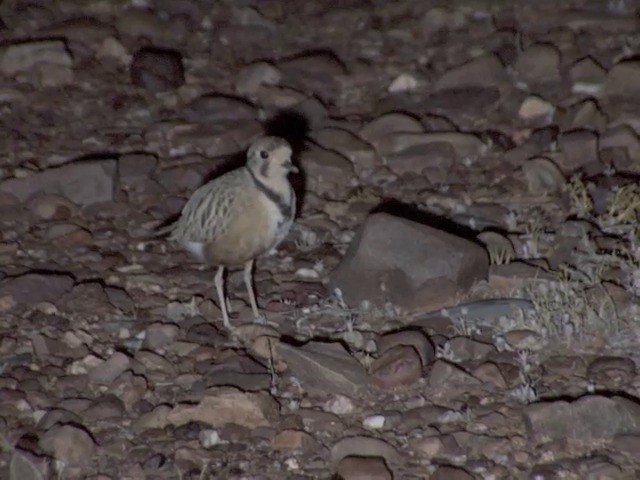 Inland Dotterel - ML201553061