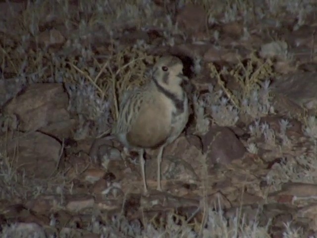 Inland Dotterel - ML201553071