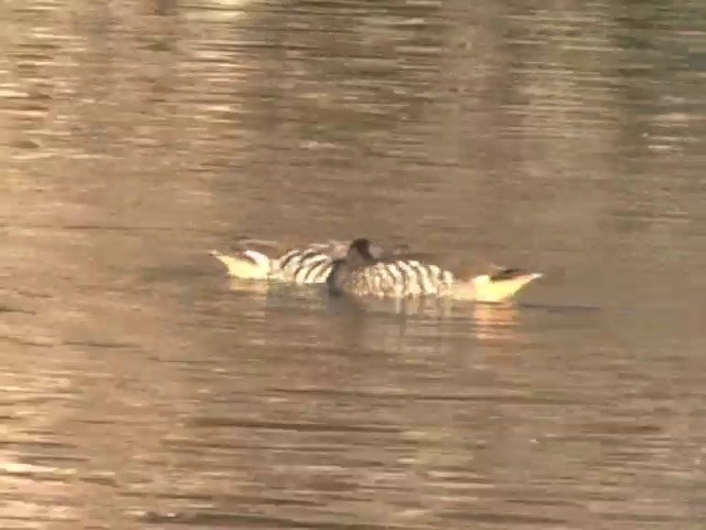 Pink-eared Duck - ML201553131