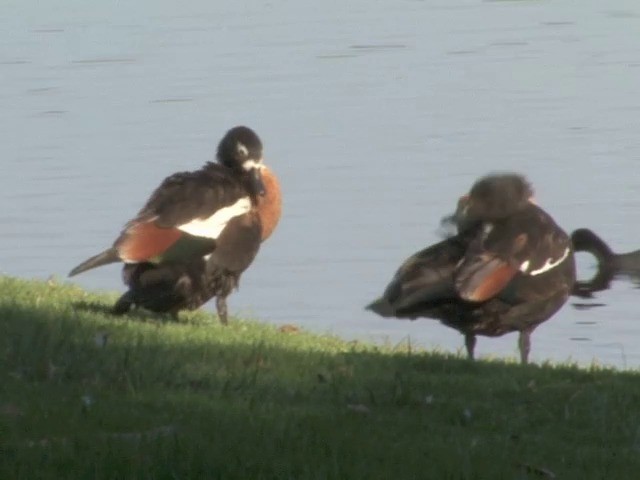 Australian Shelduck - ML201553171