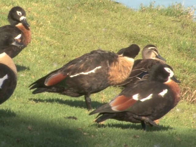 Australian Shelduck - ML201553181