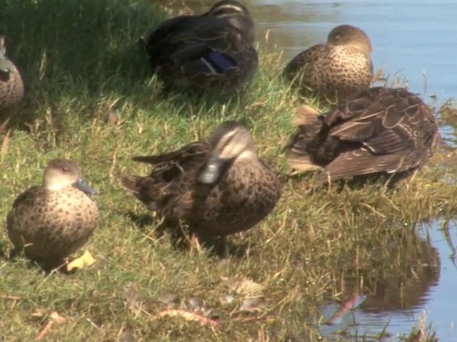 Pacific Black Duck - ML201553261