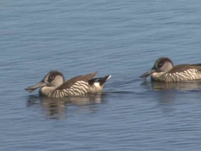 Pink-eared Duck - ML201553271