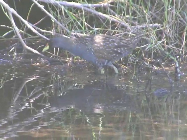 Australian Crake - ML201553441