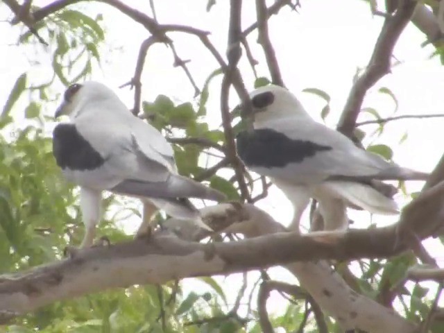 Letter-winged Kite - ML201553491