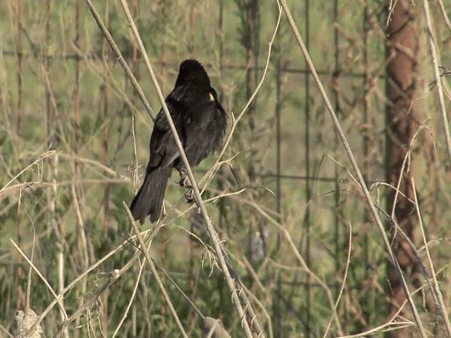 Yellow-winged Blackbird - ML201553521