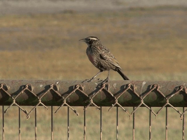 Long-tailed Meadowlark - ML201553541