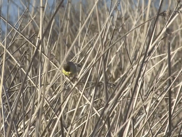 Посвірж короткодзьобий [група luteola] - ML201553551