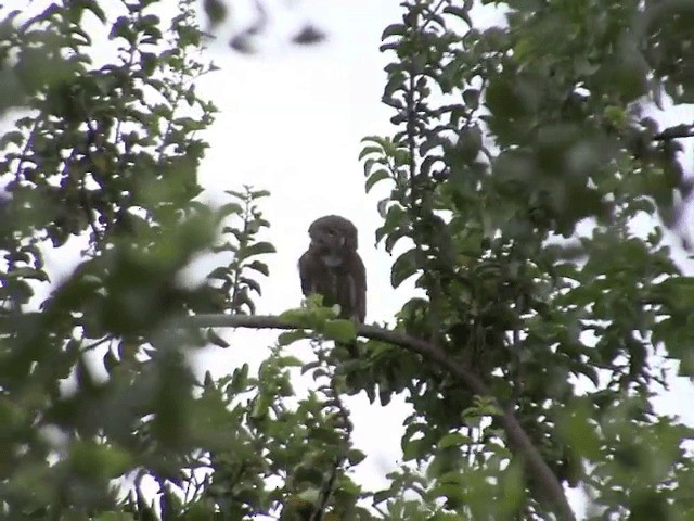 Austral Pygmy-Owl - ML201553571