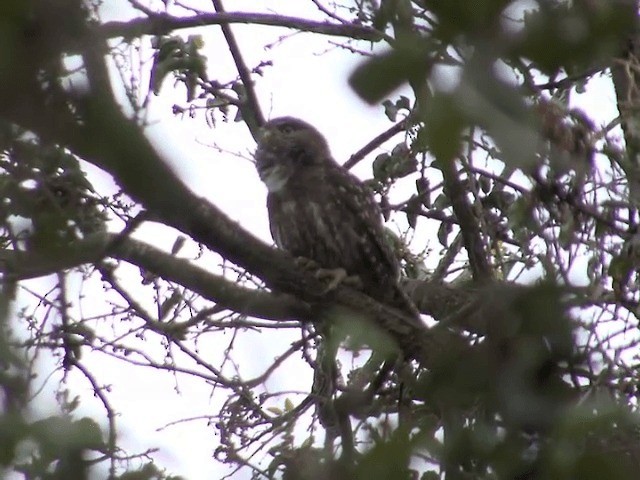 Austral Pygmy-Owl - ML201553581